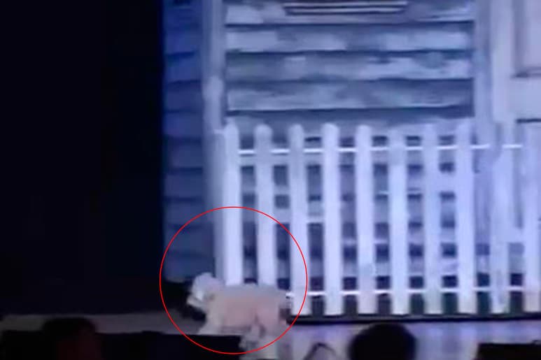 Video compartido en Twitter. (CAPTURA)