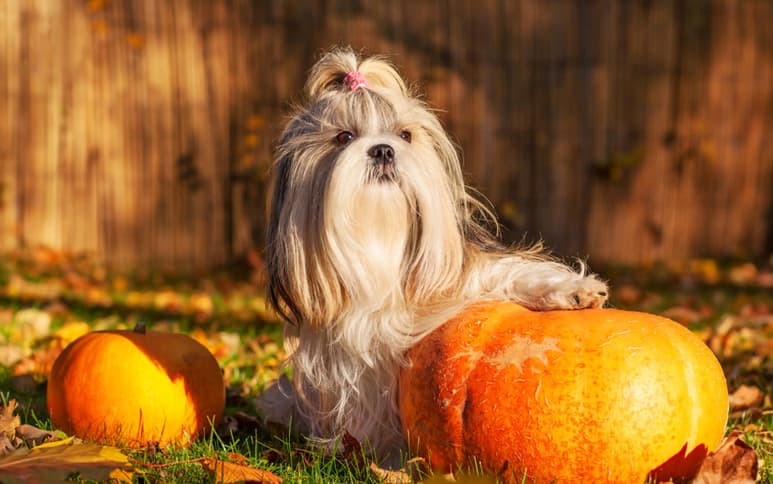 La calabaza puede ser consumida por perros que sufren obesidad o que se les ha detectado diabetes. (ARCHIVO)