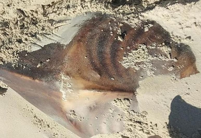 La criatura atrajo la atención del público debido a su naturaleza (INTERNET)