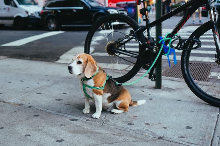 La pechera no provocará daños en la espalda ni en el cuello, además de no correr el riesgo de pasar por los daños antes mencionados. Sin embargo, es más probable que un perro tire de éste que de un collar. (ARCHIVO)