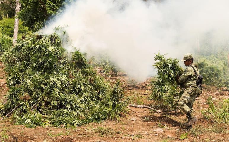  La alta capacidad de fuego demostrada la semana pasada por la delincuencia organizada en Culiacán, Sinaloa, hace urgente regularizar las drogas e iniciar con la cannabis, advirtió Mario Delgado, líder de la bancada de Morena en San Lázaro. (ARCHIVO)