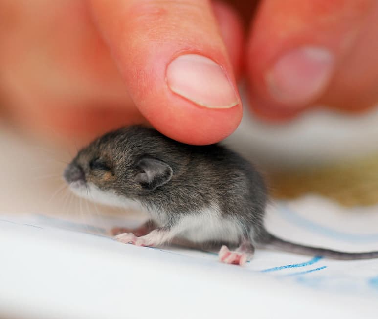 El análisis actual señala que los efectos del maltrato por parte de los progenitores y el estrés que ocasiona pueden impactar negativamente en el crecimiento y desarrollo del cerebro infantil. (ESPECIAL)