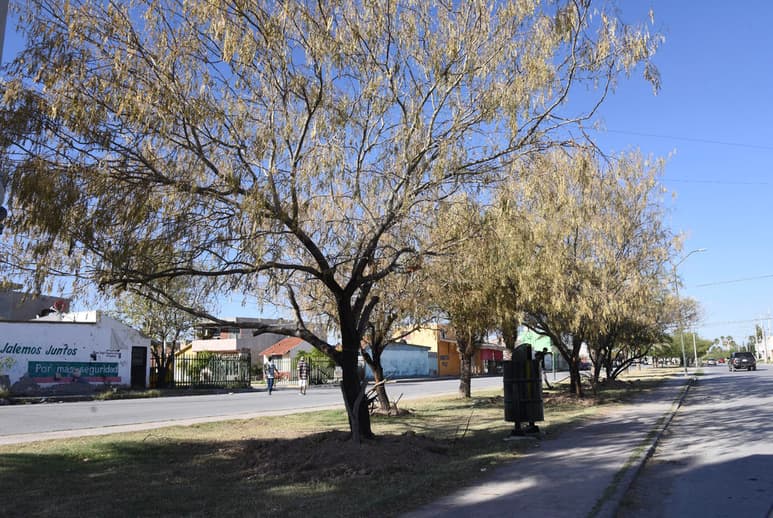 Lucen secos debido a la falta de riego por parte de las autoridades. (EL SIGLO DE TORREÓN)