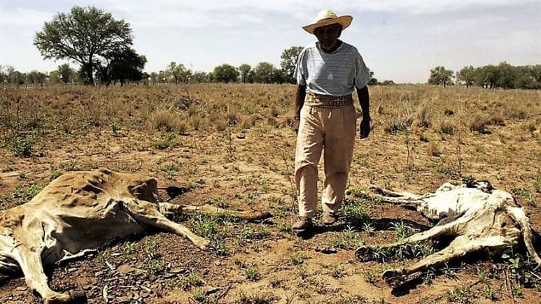 En Durango el déficit de agua de lluvia provocó un problema fuerte de sequía que afectó a varios municipios; se perdieron cultivos y murieron miles de vacas. (EL SIGLO DE TORREÓN)