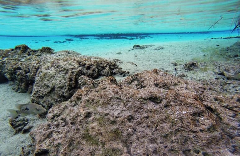 Puedes realizar buceo y snorkel en Cuatrociénegas, lugar donde existen alrededor de 74 especies endémicas como la tortuga bisagara y el pez ciego. (ARCHIVO)