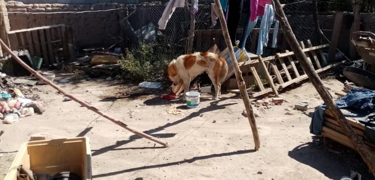 Expresaron que ellos mismos neutralizaron al animal y lo amarraron en el patio de uno de los domicilios. (EL SIGLO DE TORREÓN)