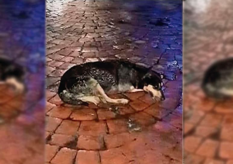 Caso viral en redes. (CAPTURA)