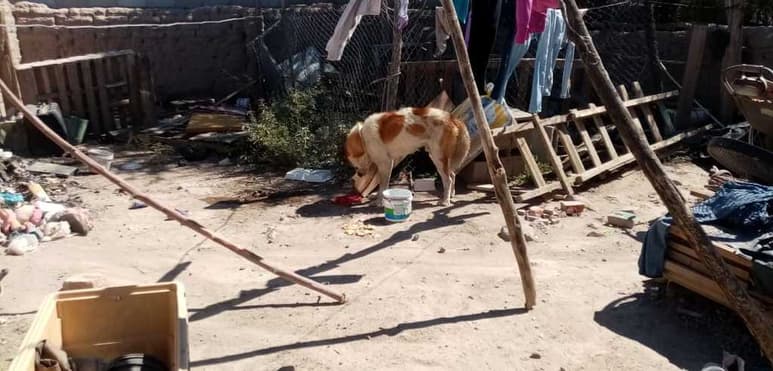 Los vecinos atraparon al perro y lo mantienen amarrado a la espera de que Control Canino vaya. (EL SIGLO DE TORREÓN)