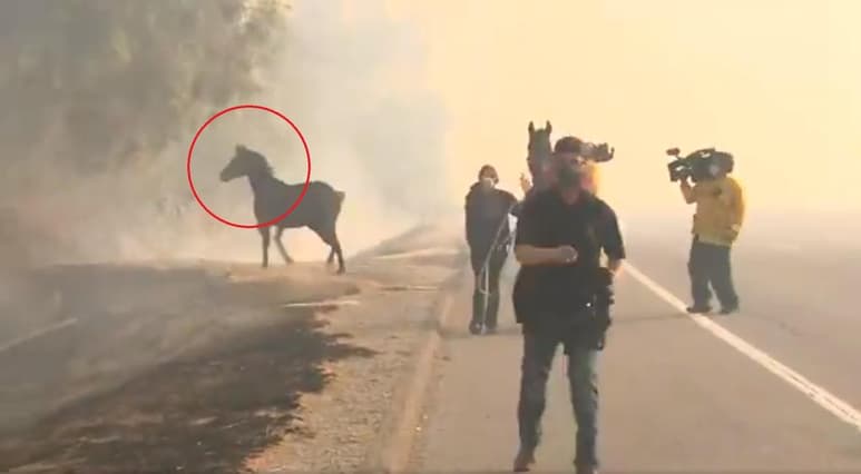 Internautas aplauden el noble actuar de caballo (INTERNET)