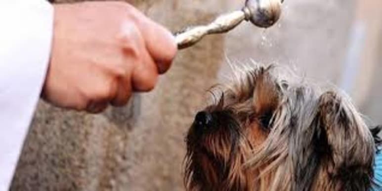 La bendición de mascotas se realiza como un acto de vínculo entre el animalito y el ser humano.