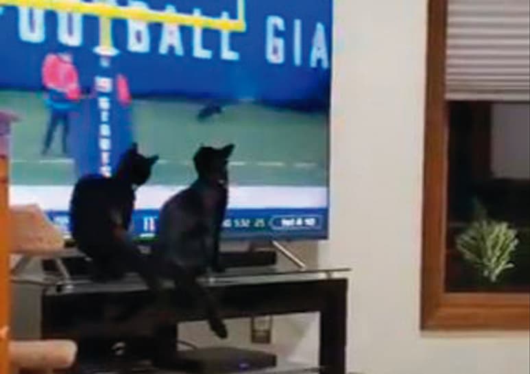 Videos compartidos en Twitter. (CAPTURA)
