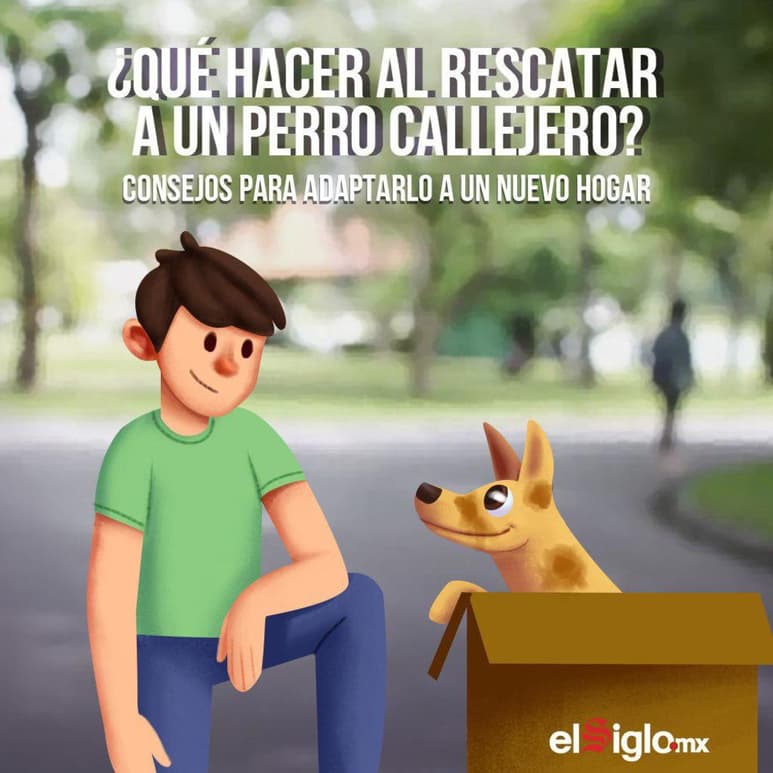 Si has decidido ayudar a un perro sin hogar, debes tomar en cuenta medidas preventivas que le proporcionen seguridad para antes y después de llevarlo a tu casa o de quien decida adoptarlo. (EL SIGLO DE TORREÓN)