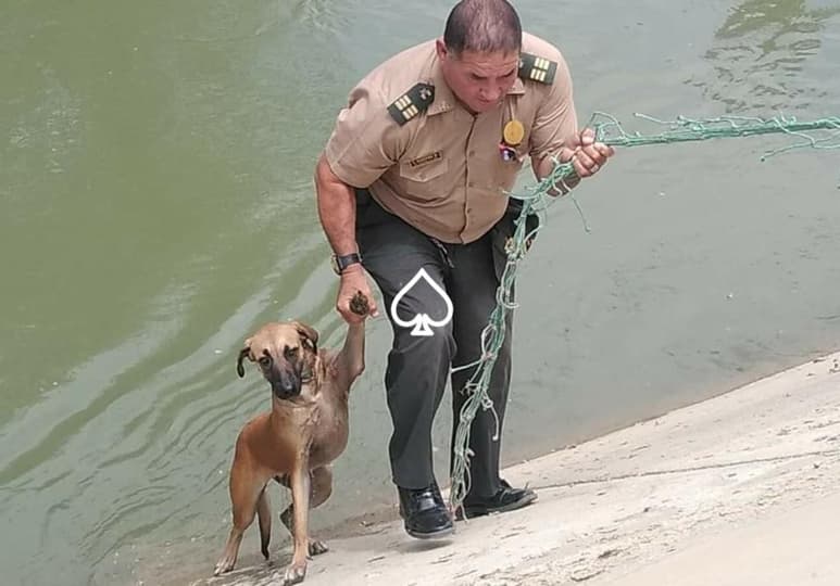 Testigos alertaron a la policía sobre el peligro que corría el can al haber caído en el canal (INTERNET)