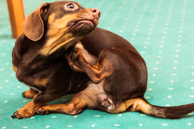 Los veterinarios pueden proporcionarte productos contra las pulgas para eliminarlas, sin embargo, muchos de estos suelen ser muy fuertes y agresivos contra las mascotas, causandoles irritación o pequeñas quemaduras. (ARCHIVO)