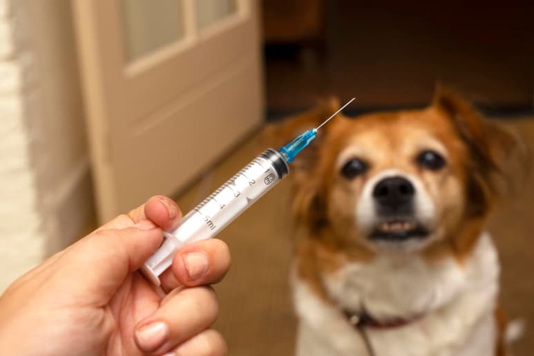 La Secretaría de Salud (SSA), en representación de México, recibió de la Organización Mundial de la Salud (OMS), la certificación como país que ha eliminado la rabia humana transmitida por perro. (ARCHIVO)