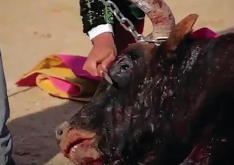 Video publicado por PETA. (CAPTURA) 