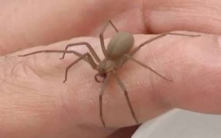 Secretaría de Salud tiene registrados seis casos de picadura de araña violinista en el estado.