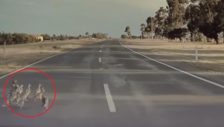 El vehículo fue capaz de detectar a tiempo a los patos y así evitar atropellarlos (INTERNET)