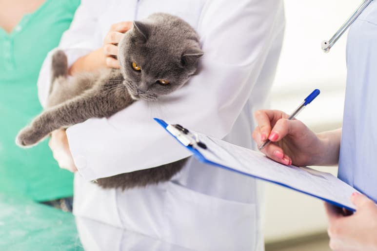 Aunque el dicho popular diga que los gatos tienen siete vidas, esto es totalmente falso y no debe ser motivo de descuido a tu felino. (ARCHIVO)