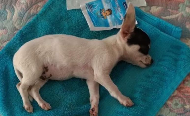 La mascota terminó con daños cerebrales ceberos que le impiden moverse con normalidad (INTERNET)