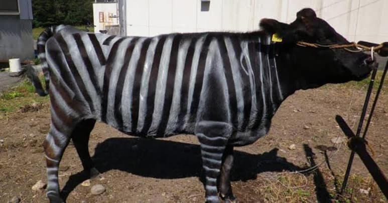 nvestigadores japoneses han logrado reducir hasta en un 50 % el número de picaduras de moscas que reciben las vacas al pintarlas con rayas blancas y negras de forma similar a una cebra. (ESPECIAL)