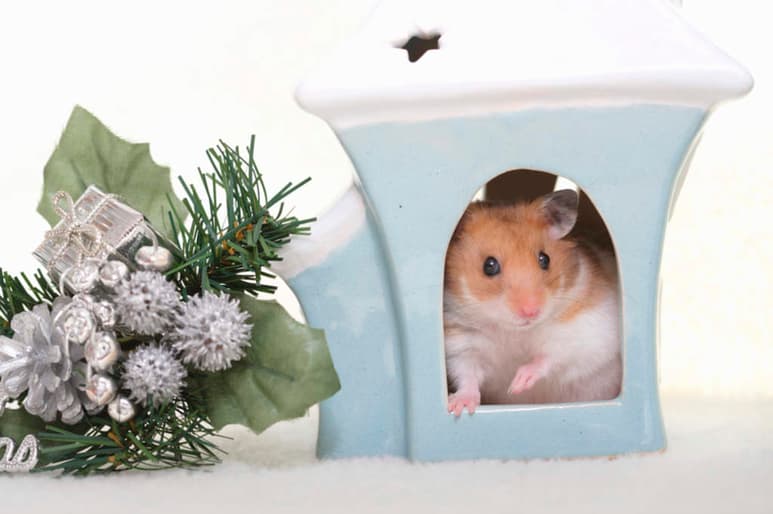 Recuerda que, aunque sean animales pequeños y populares como mascotas para niños, no se debe minimizar su salud y calidad de vida. (ARCHIVO)