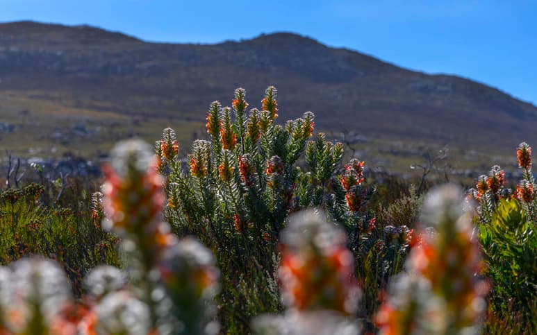 Alrededor de siete mil especies tropicales de plantas, es decir una de cada tres, están en peligro de extinción en África. (ARCHIVO)