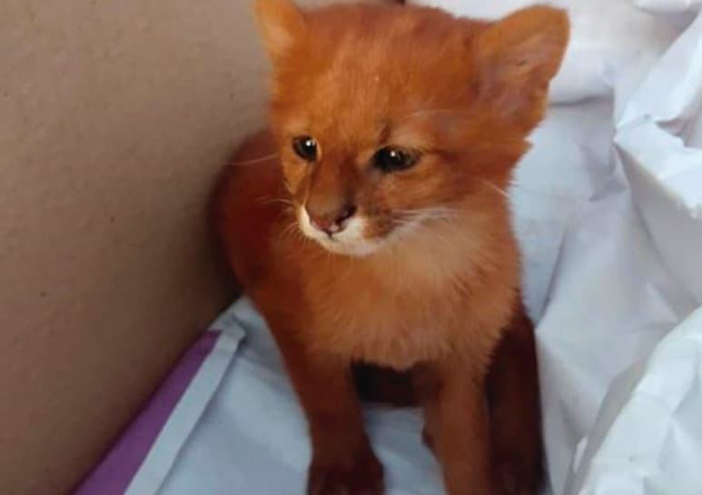 El pequeño fue encontrado en Argentina junto a su hermano. (CAPTURA)