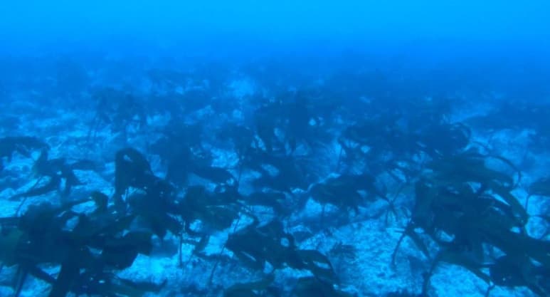 Un misterioso bosque de macroalgas de hasta un metro de altura cada una, hallado a más de 40 metros de profundidad en la reserva marina de Galápagos, mantiene estupefactos a los expertos. (ARCHIVO)
