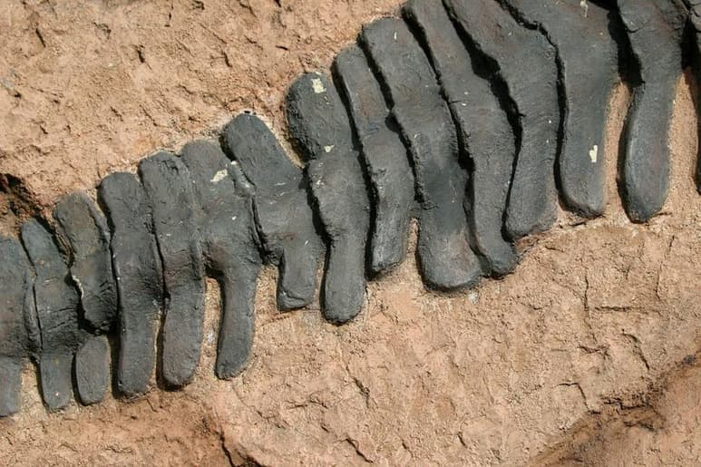 Hallan restos del primer hadrosaurio lambeosaurino del continente europeo. (ARCHIVO)