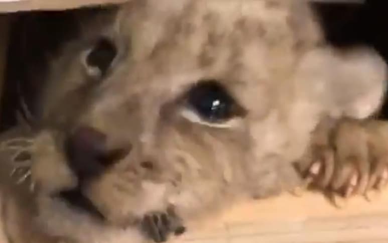 Presuntamente el pequeño león provenía de Guanajuato (INTERNET)