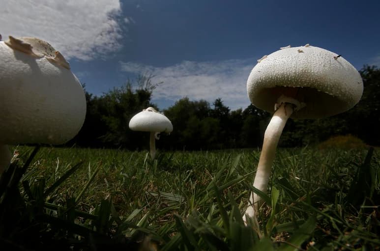 La crisis climática modificará la distribución actual de las plantas y de los organismos presentes en el suelo -como los hongos y bacterias. (ARCHIVO)
