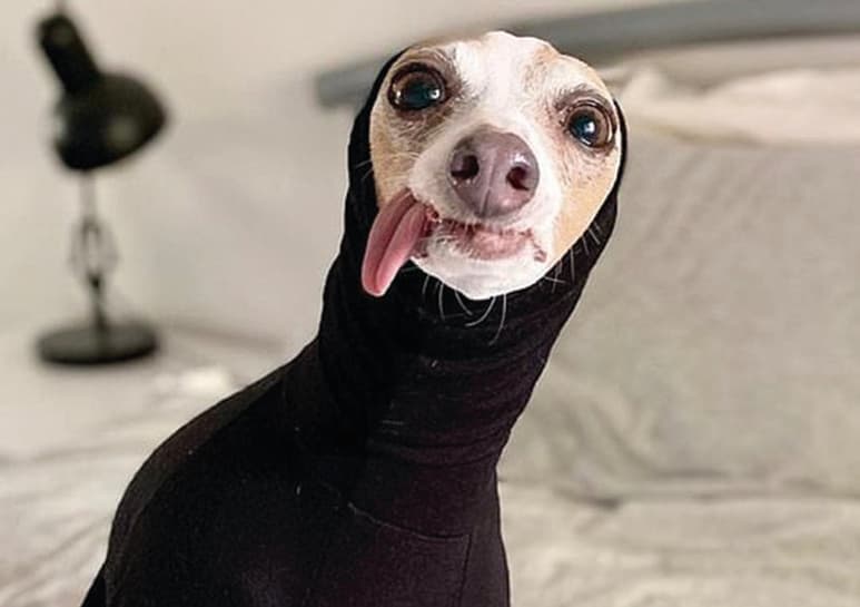 Fiorella es una perrita de Australia que se ha ganado el amor de miles de internautas. (CAPTURA)