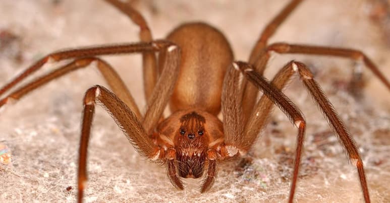 Dicha especie vive en zonas urbanas y principalmente en áreas antropizadas, es decir, en espacios donde el ser humano acumula objetos y basura. (ESPECIAL)