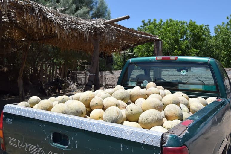 Los productores de melón tienen buenas expectativas para la producción del año que entra y ya están en la planeación. (EL SIGLO DE TORREÓN)