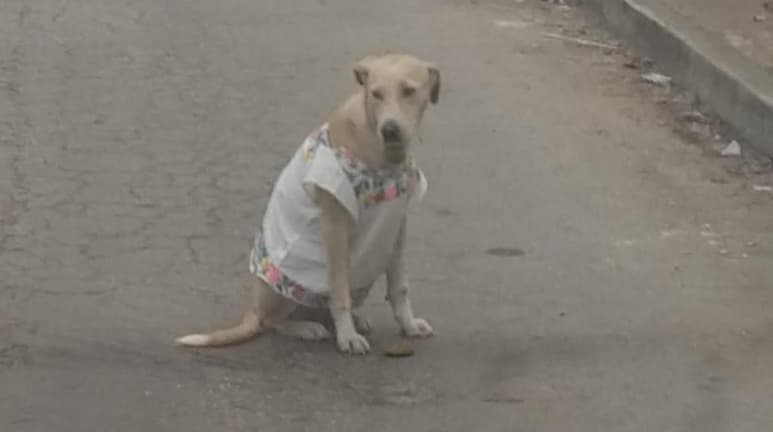La fotografía de 'Polita' con el huipil se volvió viral obteniendo miles de reacciones por parte de internautas (INTERNET)