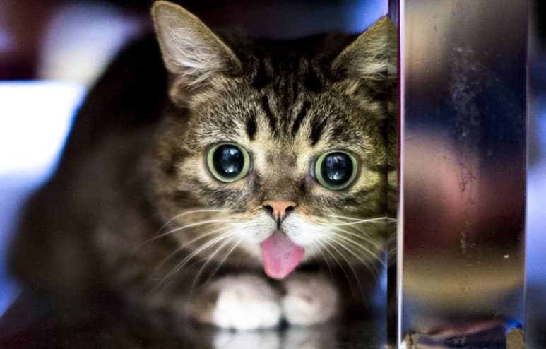 El perfil de 'Lil Bub' en Instagram cuenta con más de 2 millones de seguidores.
