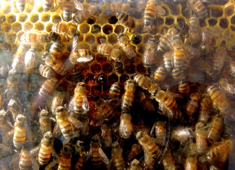Apicultores en riesgo de perder el 40 por ciento de sus colmenas por falta de alimento. (ARCHIVO)