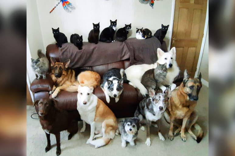 Entre perros y gatos, tiene además pericos, peces y un erizo. (INTERNET)
