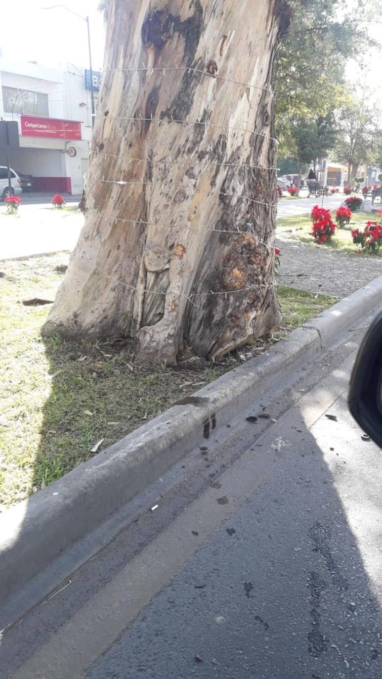 Por conducir a exceso de velocidad se impacta contra árbol.