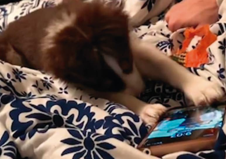 El cachorro ya cuenta con más de 5 mil seguidores en Instagram. (CAPTURA)