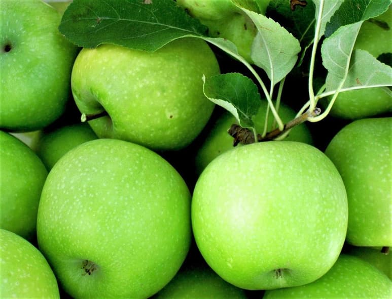 Cabe mencionar que la región sur del Estado destaca por la producción de esta fruta, y gran parte de su economía se basa en ello. (ESPECIAL)