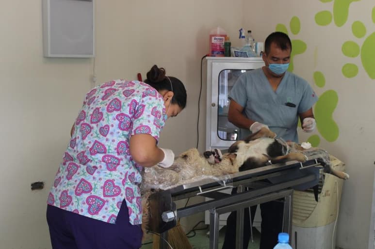 No todos los perros son candidatos a la esterilización, por ejemplo los animales mayores, enfermos, los cachorros que aún están siendo amamantados o aquellos que tengan sobrepeso. (EL SIGLO DE TORREÓN)