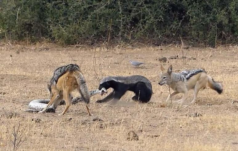 El material fue registrado por Roselyne Kerjosse mientras se encontraba de safari en el país africano.