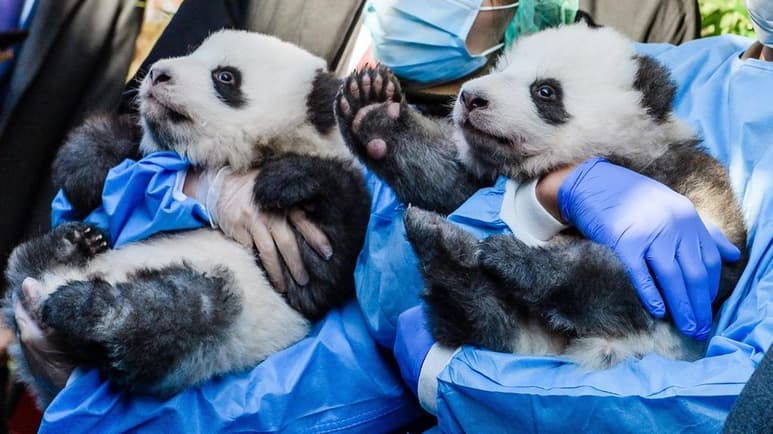 Los dos cachorros de pandas que nacieron en el zoológico de Berlín, Meng Yuang y Meng Xiang, fueron presentados hoy por vez primera en público. (EFE)