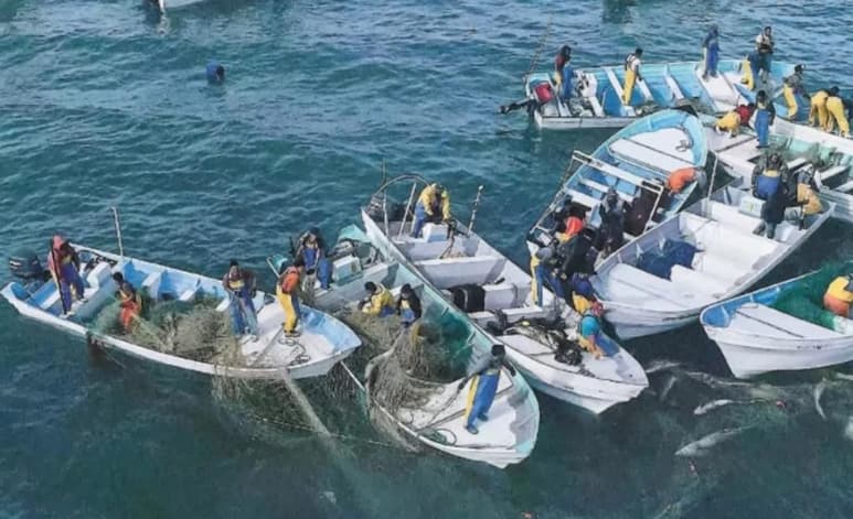 Cientos de pescadores, a bordo de docenas de embarcaciones, se concentraron el fin de semana en aguas del Golfo de California para salir a la pesca ilegal de la totoaba, denunció la agrupación ecologista Sea Shepherd, que trabaja por la protección de la vaquita marina. (ARCHIVO)