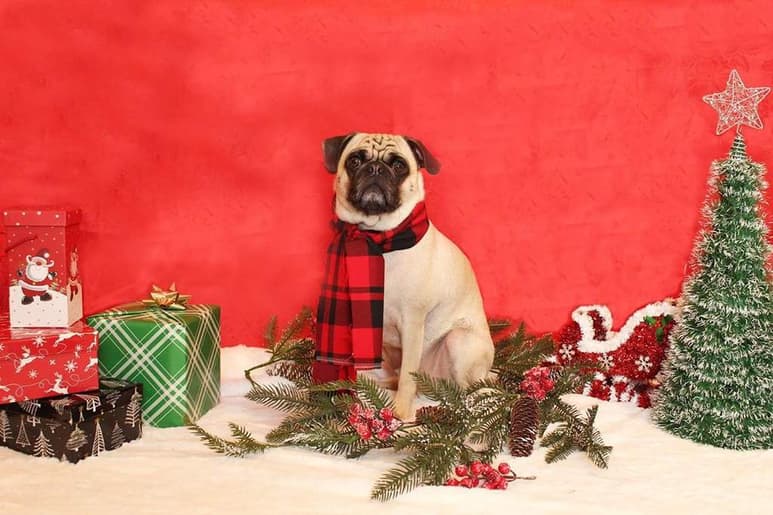 Así como tu tienes aficiones, los perros también disfrutan de ciertos artículos y materiales para su entretenimiento. (ESPECIAL)