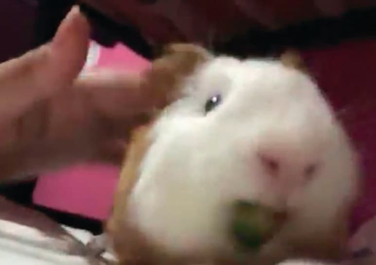 El adorable momento se difundió en las redes sociales. (CAPTURA) 