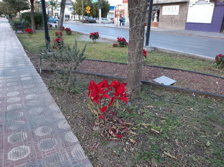 Algunos ejemplares plantados en la calzada Colón hace menos de 4 semanas, se están marchitando y quizá no lleguen a Navidad. Varias de éstas ya han tirado sus pétalos ante las altas temperaturas de la región Lagunera. (EL SIGLO DE TORREÓN)