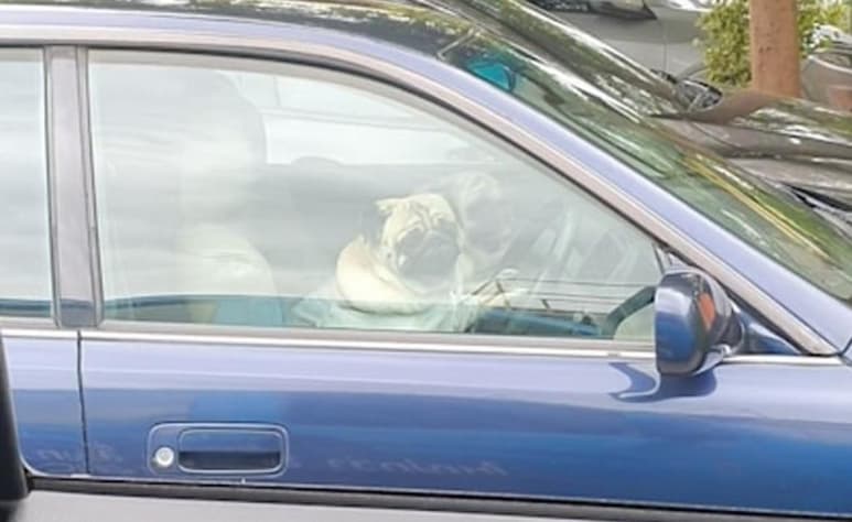 Los perros presionaron en repetidas ocasiones el claxon para llamar la atención de su dueño (INTERNET)